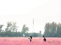 坠入粉色云雾里 这里有一片梦幻花海