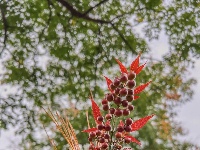 来了来了，这个公园的秋天终于又来了！