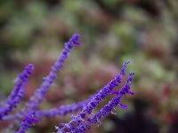 秋雨一来，东西湖这个花园“颜值”又上分