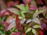 秋雨一来，东西湖这个花园“颜值”又上分