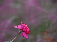 秋雨一来，东西湖这个花园“颜值”又上分
