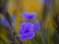 秋雨一来，东西湖这个花园“颜值”又上分