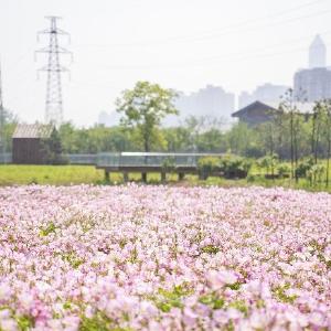 东西湖这些地方，大变样！