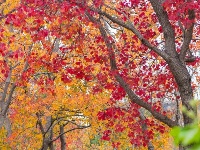 实拍图！东西湖“宝藏小路”为啥这么火？