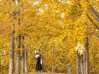 悄悄告诉你，最出片的秋天在东西湖