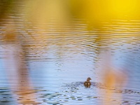 来金银湖，邂逅一场候鸟翩跹的生态画卷