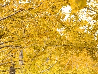 悄悄告诉你，最出片的秋天在东西湖