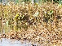 来金银湖，邂逅一场候鸟翩跹的生态画卷