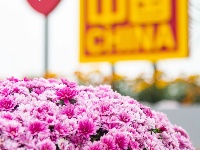 东西湖区的菊展，太好看了吧！