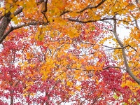 实拍图！东西湖“宝藏小路”为啥这么火？