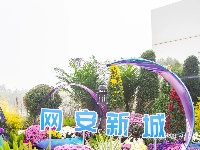 东西湖区的菊展，太好看了吧！