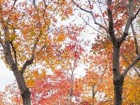 实拍图！东西湖“宝藏小路”为啥这么火？