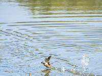 来金银湖，邂逅一场候鸟翩跹的生态画卷