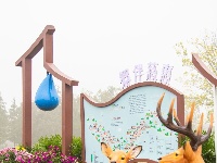 东西湖区的菊展，太好看了吧！