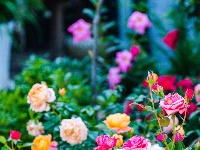 东西湖遛弯儿好地方，藏在这里！