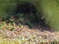 来金银湖，邂逅一场候鸟翩跹的生态画卷