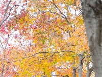 实拍图！东西湖“宝藏小路”为啥这么火？