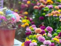 东西湖区的菊展，太好看了吧！