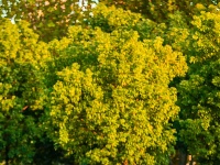 这份诚意邀请，有金有银