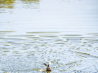 来金银湖，邂逅一场候鸟翩跹的生态画卷