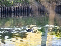 来金银湖，邂逅一场候鸟翩跹的生态画卷