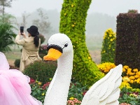 东西湖区的菊展，太好看了吧！