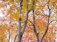 实拍图！东西湖“宝藏小路”为啥这么火？