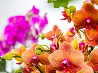 东西湖遛弯儿好地方，藏在这里！