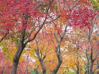 实拍图！东西湖“宝藏小路”为啥这么火？