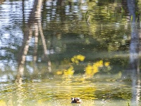 来金银湖，邂逅一场候鸟翩跹的生态画卷