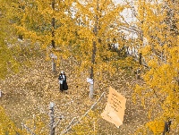 悄悄告诉你，最出片的秋天在东西湖