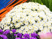 东西湖区的菊展，太好看了吧！