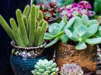 东西湖遛弯儿好地方，藏在这里！