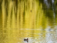 来金银湖，邂逅一场候鸟翩跹的生态画卷