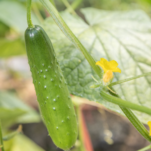 每天 3400 斤热门果蔬，从东西湖这里发出