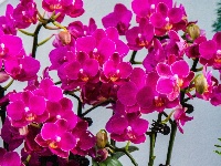 东西湖遛弯儿好地方，藏在这里！