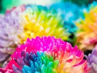 东西湖区的菊展，太好看了吧！