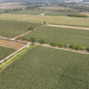 新沟镇街道：涢口古镇秋光里，一口玉米甜香藏着新河社区的农耕诗意