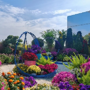 金菊璀璨映江城，百姓园林绘新篇