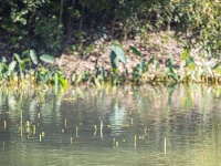 来金银湖，邂逅一场候鸟翩跹的生态画卷