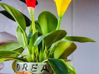 东西湖遛弯儿好地方，藏在这里！