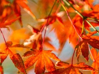 东西湖冬日最美公园，是它吗？