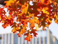 东西湖绝美小路，喊你出片！