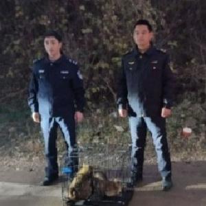 多方联动守护 东西湖辛安渡综合执法中心成功救助国家二级保护野生动物貉