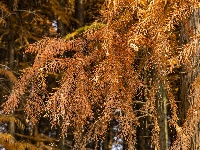 冬季最浓烈的一笔，就藏在这里