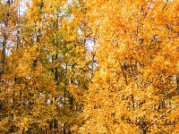 东西湖冬日最美公园，是它吗？