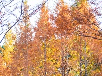 东西湖这个公园很“红”🔴