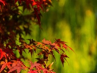 东西湖冬日最美公园，是它吗？