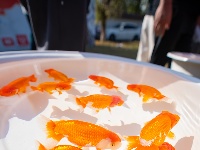 全国顶尖“鱼”，游进东西湖了