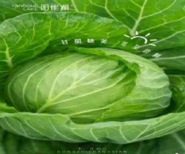 冬至丰藏，鲜嫩启航 | 武汉阳雀湖农业科技有限公司甘蓝基地今日正式开镰上市